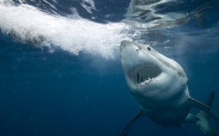 سمكة قرش تهاجم ممرضة أمريكية في المحيط