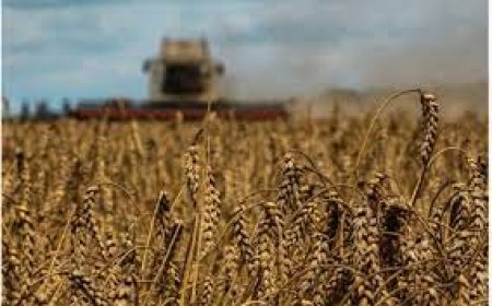 إنتاج القمح في الصين ينخفض 0.9٪ بسبب أضرار ناجمة عن الأمطار