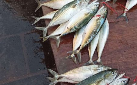 أسعار الأسماك في مدينة عدن
