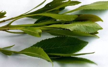 عشبة يمنية مشهورة تصيب مسن سعودي بالسحر وتحوله إلى شخص آخر تماما