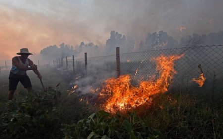 وفاة 34 شخصاً وإصابة العشرات في حرائق هائلة تجتاح الغابات في الجزائر