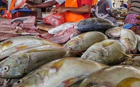 إرتفاع هائل لسعر السمك بمحافظة حضرموت