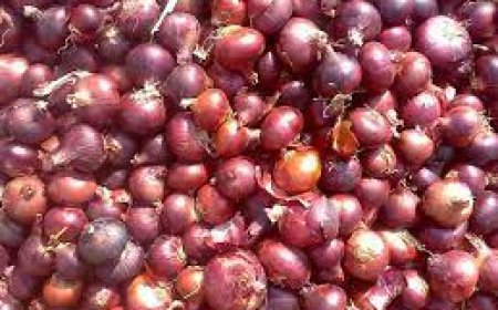 أزمة البصل في اليمن: تجاوز الأسعار حاجز الألفي ريال بسبب تصدير غير منظم