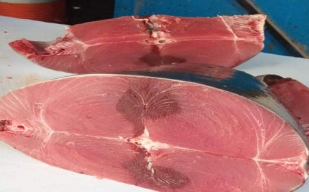 تصدير الأسماك يقود موجة ارتفاع جديدة بالعاصمة المؤقتة عدن