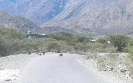 قطعان القرود تغزو عددًا من القرى وتقتحم المنازل في محافظة جنوبي اليمن