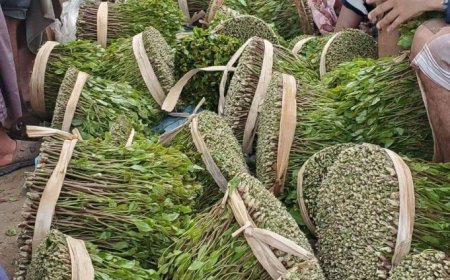 إضراب جماعي لمصدري أفخر أنواع القات شمالي اليمن بعد فرض رسوم خيالية عليهم