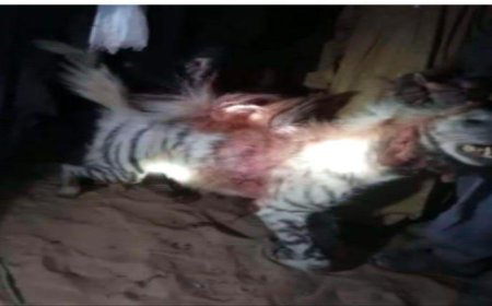ضبع يلتهم الأعضاء التناسلية لشاب في ردفان