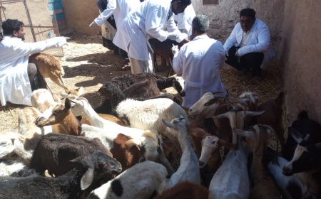 تدشين الحملة البيطرية لتحصين الثروة الحيوانية في مديرية الضليعة