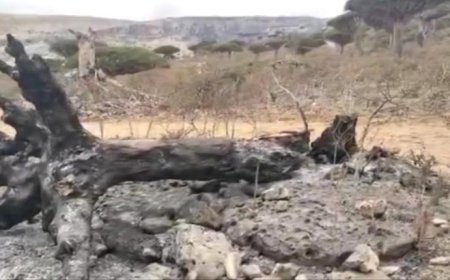 حريق يلتهم أشجار دم الأخوين في سقطرى