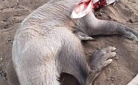 العثور على حيوان غريب يُشاهد لأول مرة