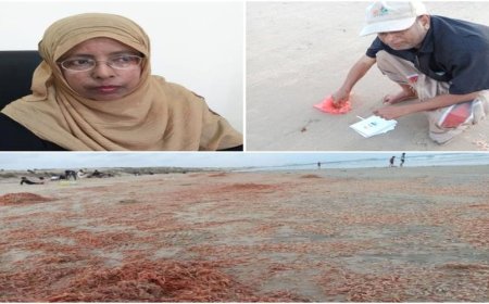 نفوق كميات كبيرة من أسماك الجمبري ولجنة بحثية تكشف نتائج المعاينة