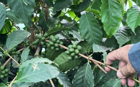 الصليب الأحمر: الصراع في ‎اليمن أثر سلباً على زراعة البن