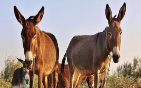 أمر صادم.. فيديو يكشف ذبح الحمير بدلًا عن الأغنام في إب