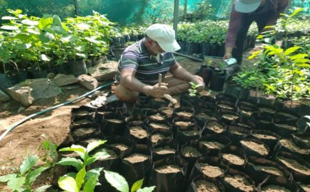 مشروع زراعة مليون شجرة بن في محافظة تعز .. إحياء للتراث وتعزيز الاستدامة