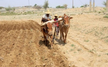 منظمة الفاو تحذّر من استمرار استنزاف الموارد المائية في اليمن