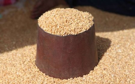 قيمة زكاة الفطر 2024..موعدها ولمن تعطى (التفاصيل)