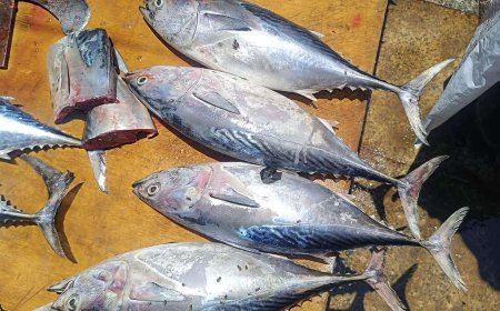 صياد عدني يحذر من شراء هذا النوع من السمك