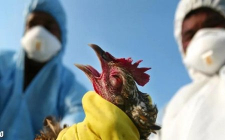 قلق من تزايد انتشار إنفلونزا الطيور بين البشر