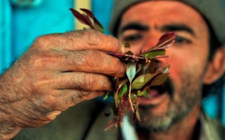 تقرير مروع يكشف عن عدد ضحايا القات في اليمن سنويا ويطلق تحذيرا!