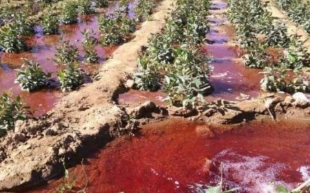 أكثر من 40 ألف إصابة بالسرطان في 7 محافظات يمنية مع انتشار المبيدات المسرطنة