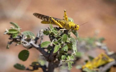 تحذير من تكاثر الجراد الصحراوي