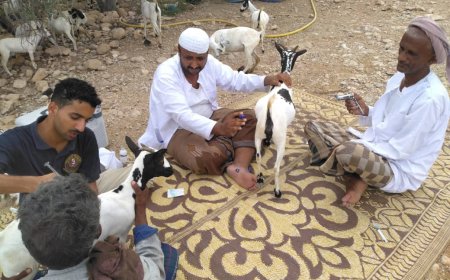 استمرار حملة التحصين ضد طاعون المجترات وجدري الأغنام في ساحل  حضرموت