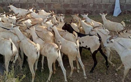 بعد صرف مرتبات الموظفين .. ارتفاع كبير بأسعار المواشي في عدن