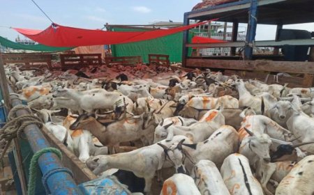 ميناء المكلا يستقبل أكثر من (54) ألف رأس أغنام والمواشي الاخرى قادمة من الصومال