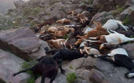 صاعقة رعدية تودي بحياة 52 رأس غنم في محافظة تعز