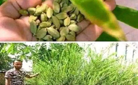 لأول مرة.. نجاح زراعة شجرة الهيل في لحج