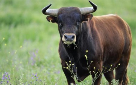 ثور هائج يداهم زفافاً في اليمن 