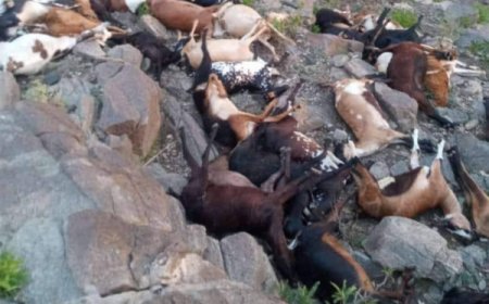 صاعقة رعدية تتسبب في نفوق عشرات المواشي في ريف تعز