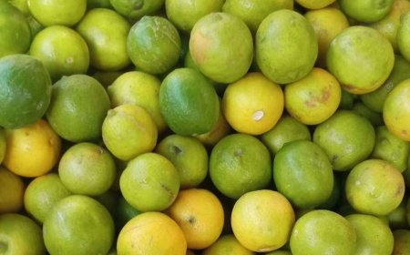عدن.. اختفاء الليمون البلدي وارتفاع صادم لسعر الليمون المصري