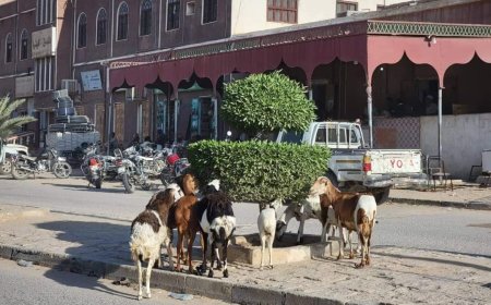 إدارة النظافة بتريم توجه بفرض غرامات مالية على أصحاب المواشي السائبة