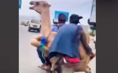 جمل يتجول في شوارع الحديدة على متن دراجة نارية