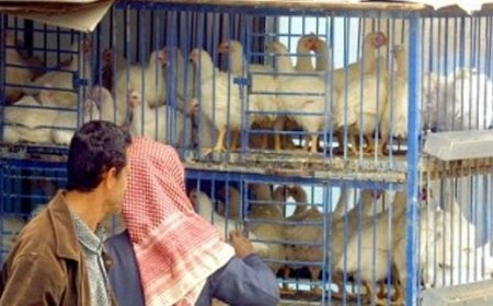 الكشف عن سبب ارتفاع سعر الدجاج إلى 10 آلاف ريال وإمكانية تراجعه إلى 4 آلاف.. تفاصيل