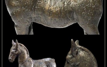 صدق أو لا تصدق.. عرض حمار يمني للبيع في بريطانيا