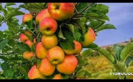 مزارع يمني يوثق نجاح زراعة التفاح الأمريكي بمقطع فيديو يُبهر المتابعين