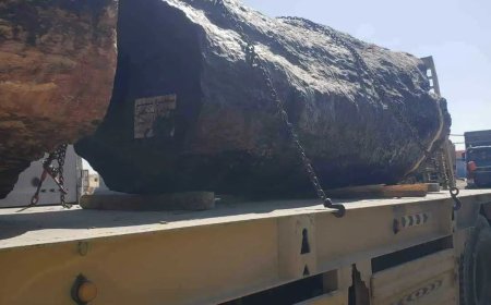 جمرك المهرة يضبط كمية من المخدرات كانت داخل جذور أشجار كبيرة محملة على قاطرة يقودها باكستاني