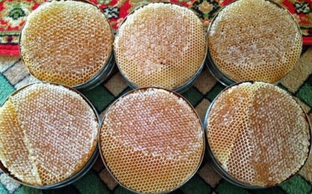 العسل الحضرمي ينتزع البلاتين في باريس.. اليمن يحصد 4 جوائز عالمية