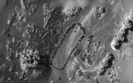 ترامب ينشر مقطعاً مصوراً يوثق غارة جوية أمريكية استهدفت هؤلاء في صنعاء