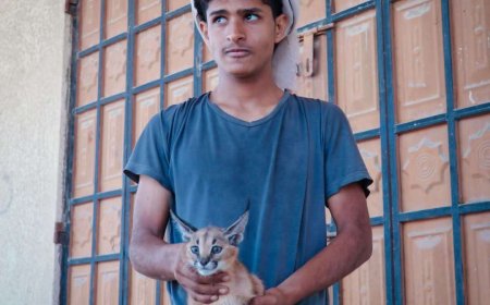 شاب يمني يُنقذ حيواناً مهدداً بالانقراض في جبال أبين