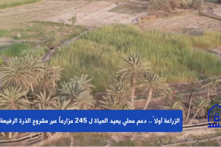 الزراعة أولاً.. دعم محلي يعيد الحياة لـ245 مزارعاً عبر مشروع الذرة الرفيعة