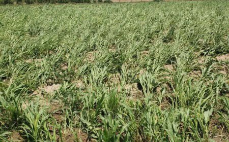 رياح عاتية تضرب مناطق يمنية وتتسبب بخسائر بشرية ومادية