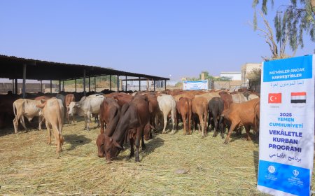 توزيع لحوم الأضاحي لـ 252 ألف شخص في ٤ محافظات يمنية 