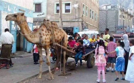 الإبل تعود إلى شوارع عدن.. أزمة الغاز تُعيد الزمن قروناً إلى الوراء