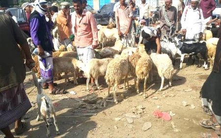 انخفاض كبير في أسعار المواشي بسوق المكلا نتيجة تحسن سعر الصرف