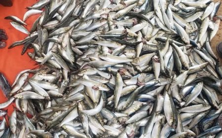 صورة أولية لـ (العيّد) في المكلا.. موسمه بدأ