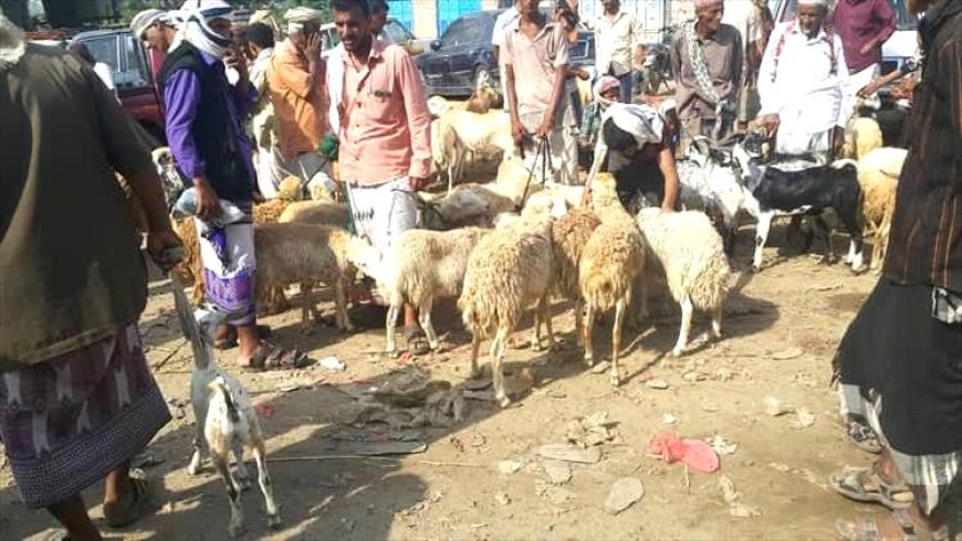 انخفاض كبير في أسعار المواشي بسوق المكلا نتيجة تحسن سعر الصرف