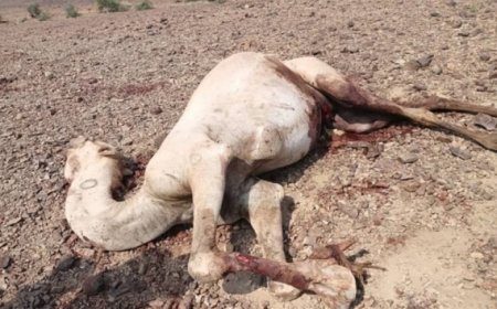 نفوق 15 ناقة بصاعقة رعدية في ريف تعز